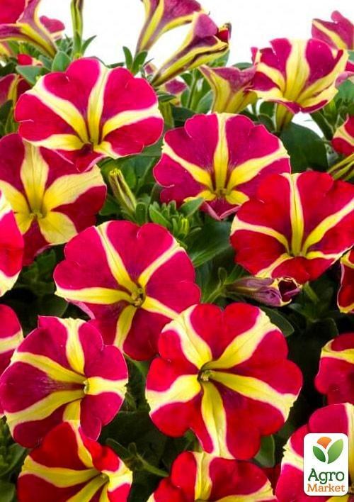 

Петуния полуампельная Amore "Queen Of Hearts" (контейнер №10, высота 10-15см)