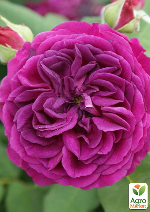 

Троянда чайно-гібридна Гете (саджанець класу АА+) вищий сорт