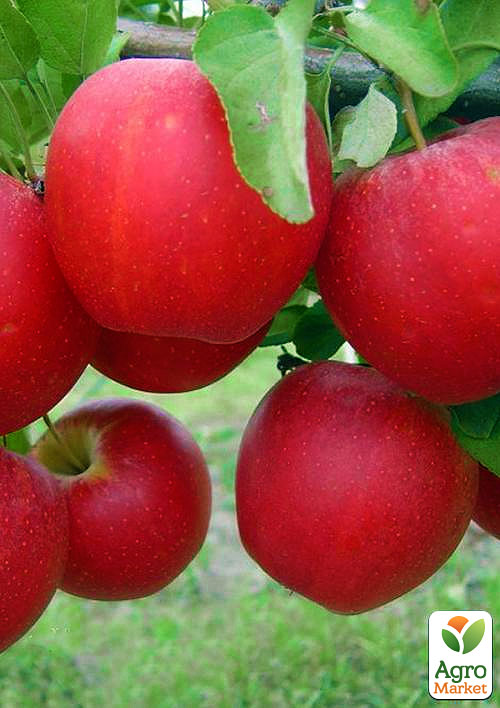 

Яблоня Гала Маст (Гала) (раннезимний сорт)