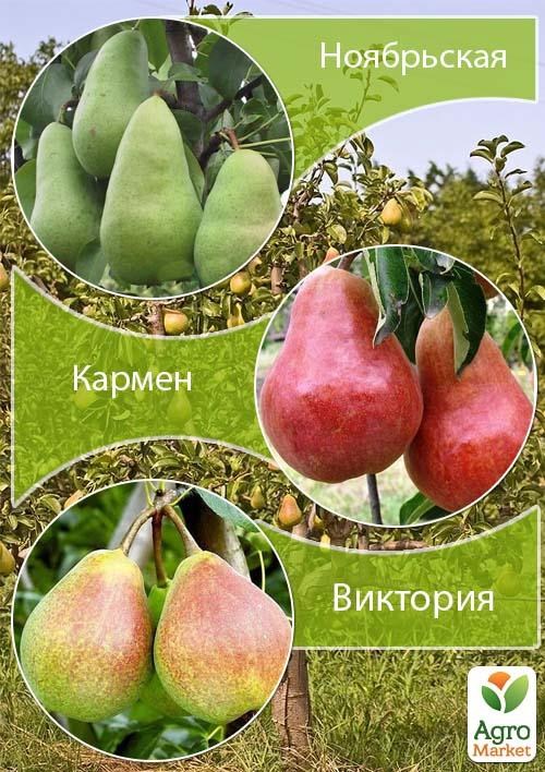 

Дерево-сад Груша Ноябрьская+Кармен+Виктория