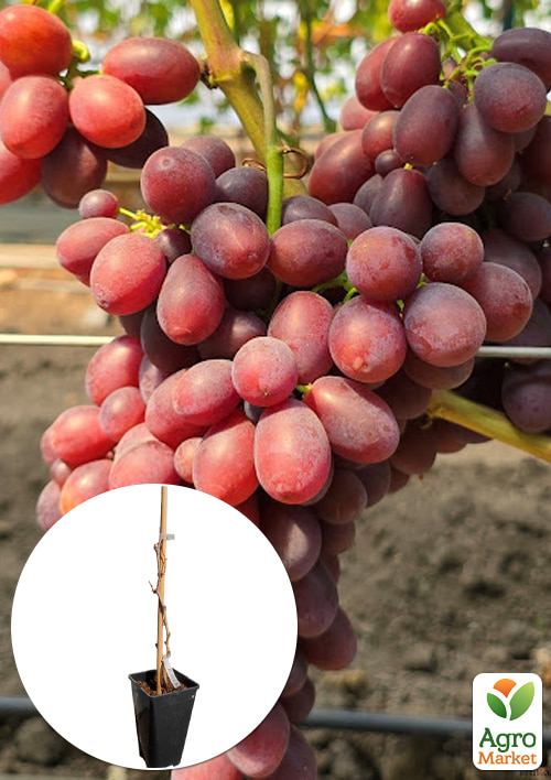 

Виноград кишміш Подяка Полякам (вкорінений саджанець у контейнері)