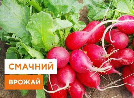 Выращивание редиса в открытом грунте