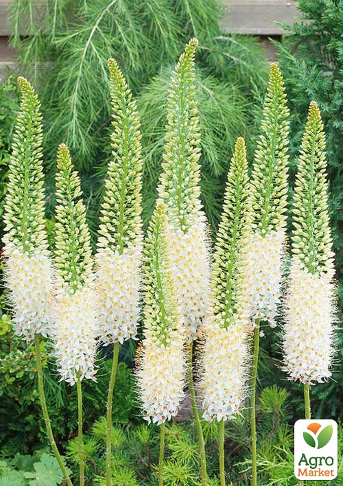 

Еремурус Obelisk 1шт в упаковці