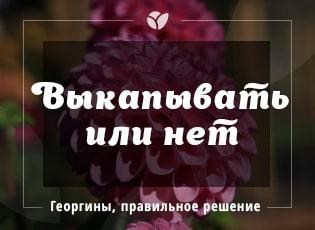 Как убрать георгины на зиму в подвале