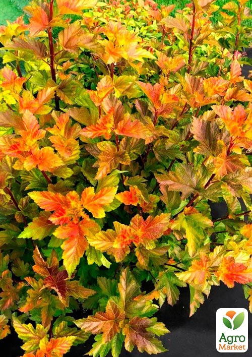 

Пухироплідник калинолистий «Jubilee» вазон Р9