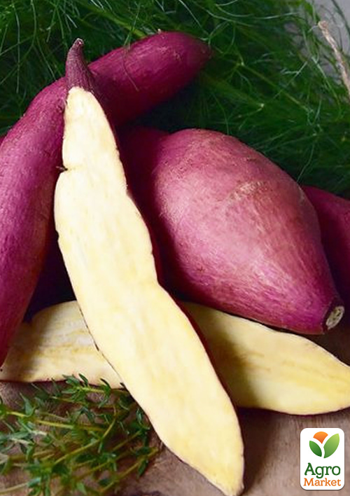 

Батат Gotcha (сладкий картофель) маточный клубень