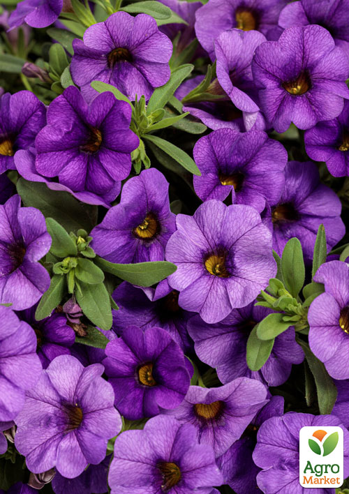 

Калібрахоа Mini Famous Neo Light Blue