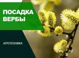 Посадка вербы