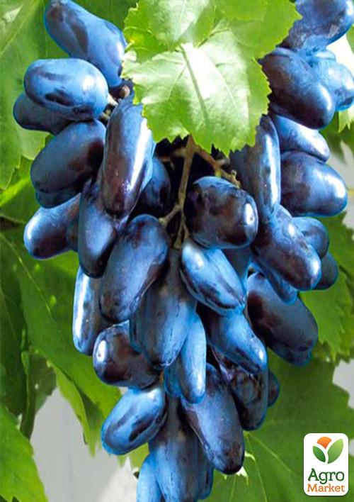 

Виноград Блек Фінгер (кишмиш)