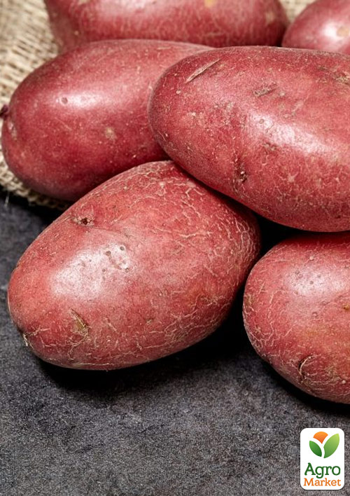 

Картофель Феномен семенной среднеспелый (1 репродукция) 1кг