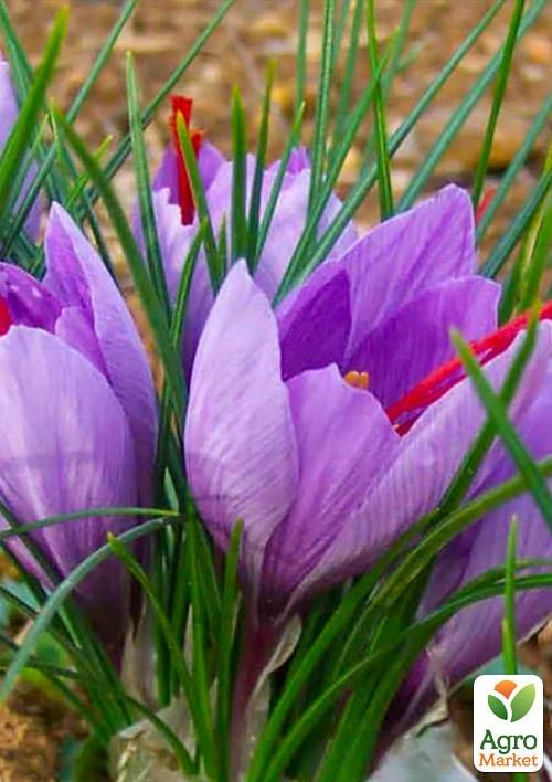 

Crocus Sativus (Шафран) (размер 5/6, большой)