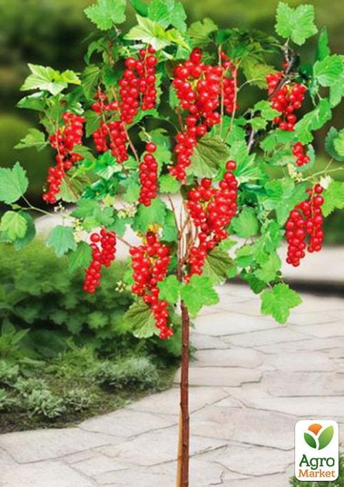 

Порічка (смородина) на штамбі Йонкер Ван Тетс (Jonkheer Van Tets) (середньо-раннього терміну дозрівання, хворобостійкий сорт)