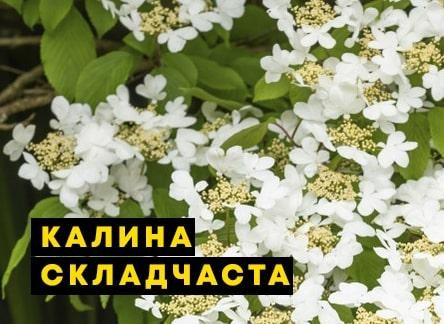 Калина складчатая попкорн