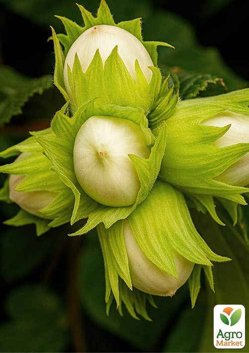 

Фундук Ямхілл (середній термін дозрівання, перехресне запилення, садити по 2 шт)
