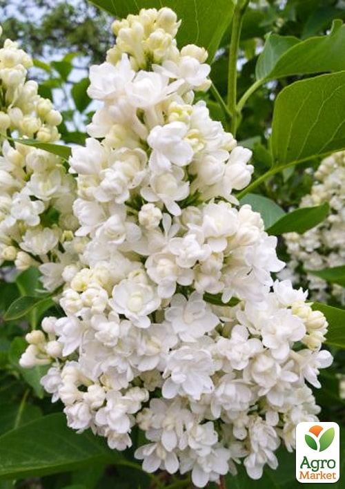 

Сирень инвитро Леся Украинка вазон С1,5