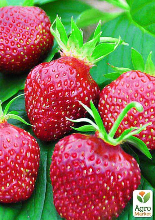 

Клубника Кент (Kent) 5шт (ранний срок созревания, ягоды хорошо хранятся)