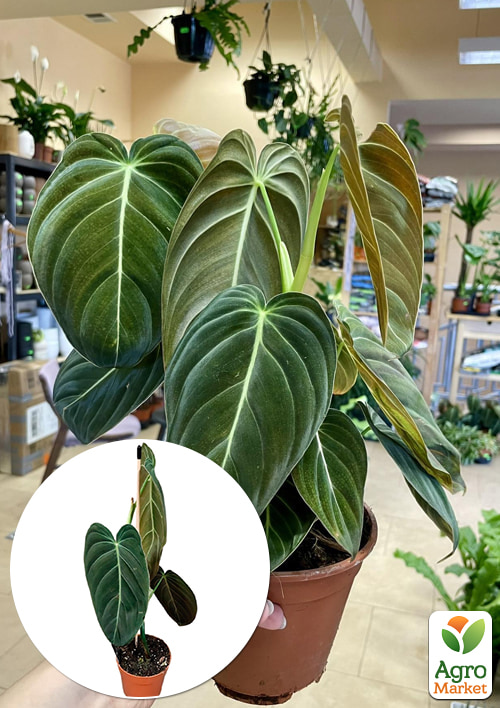 

LMTD Филодендрон Melanochryum высота 45-55см
