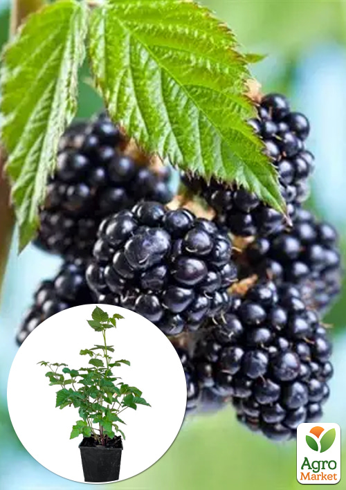 

Ежевика 2х-летняя безшипая карликовая Dima, С1.5