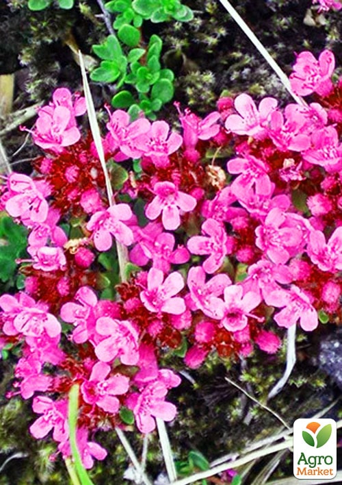 

Тимьян Coccineus