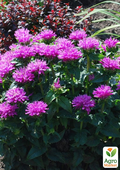 

Бергамот (Монарда) Petite Delight