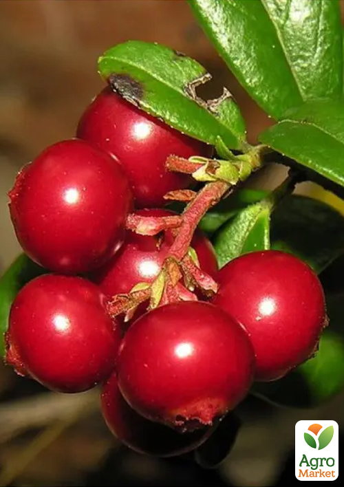 

Журавлина 2-х річна Hoves (середньо-пізній термін дозрівання, великоплідний сорт) С1.5