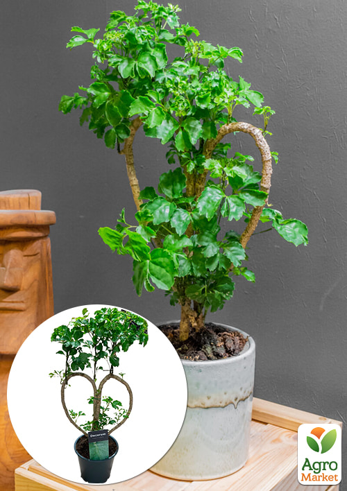 

Бонсай Polyscias Heart высота 30-40см