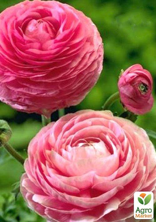 

Лютики (Ранункулюс) Pink 987 (размер 5/6 , крупный) 5шт в упаковке