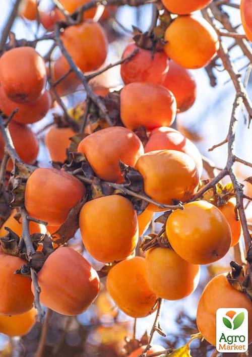 

Хурма на виргинском морозостойком подвое Тейлор высший сорт!