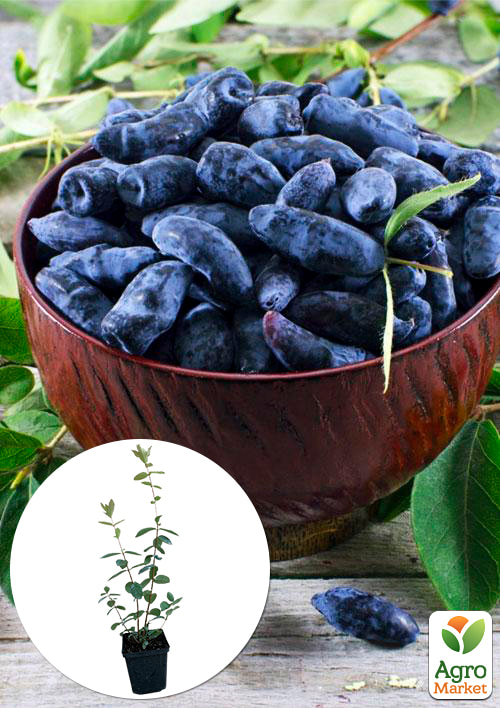 

Жимолость Німфа (середній термін дозрівання, один з провідних сортів)