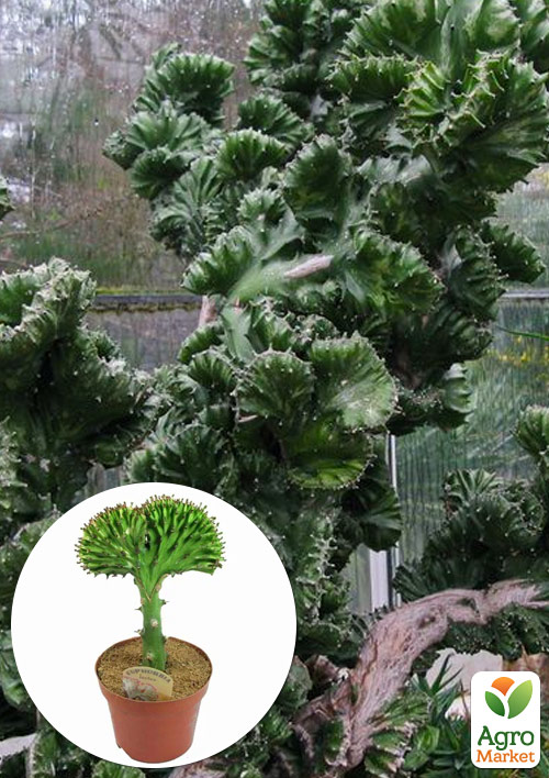 

LMTD Эуфорбия Lactea CristataGreen (суккулент)