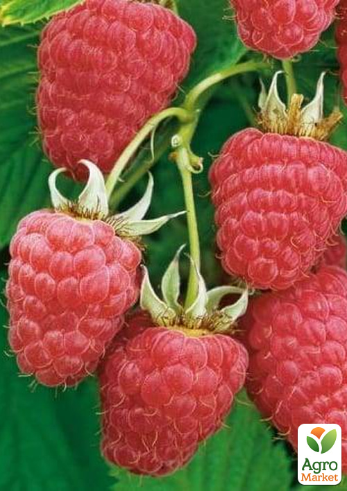 

Малина Полонез (ремонтантний високоврожайний сорт польської селекції) 1-річний саджанець