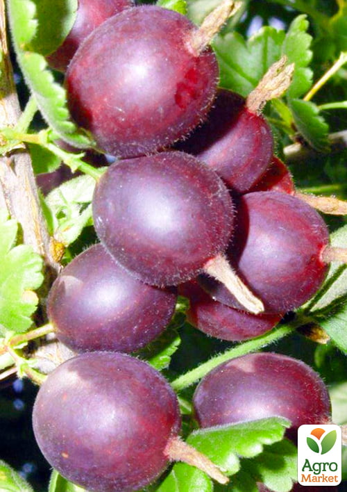 

Агрус Оксамит (середній термін дозрівання, невибагливий для вирощування сорт)