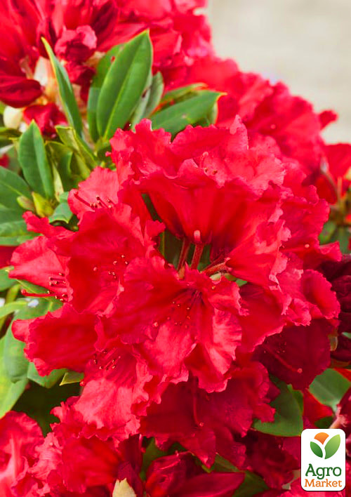 

Рододендрон красный Рэд Джек (Red Jack)