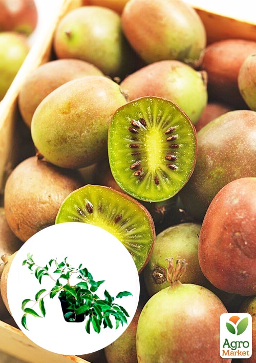 

Актинидия 2-х летняя аргута Оригинальная (мини-киви, морозостойкий сорт) вазон С1