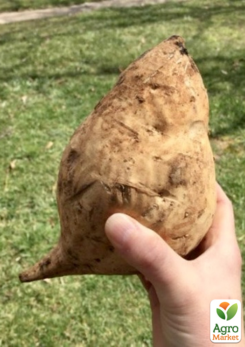 

Батат Nancy Hall (сладкий картофель) маточный клубень