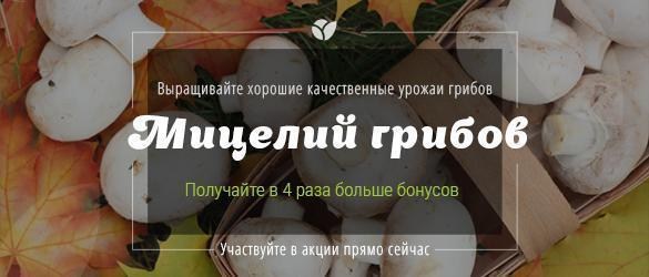 Впервые акция на мицелии грибов! Впервые акция на мицелии грибов!