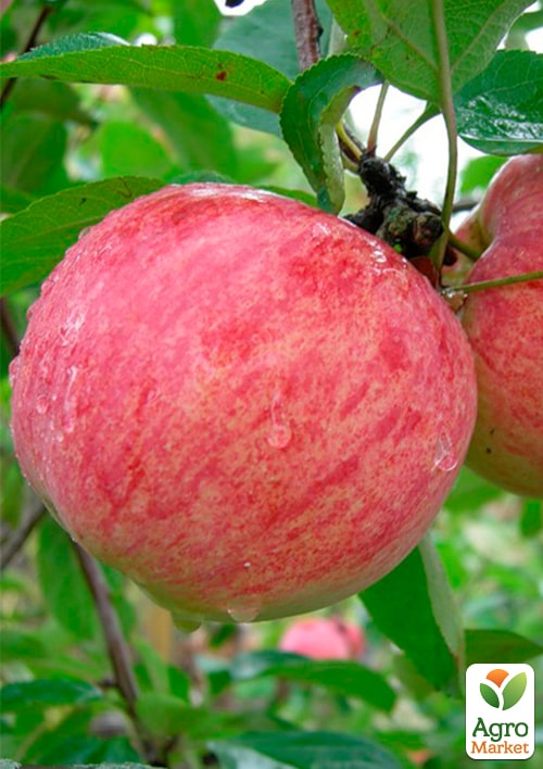 

Яблуня Штрейфлінг Зимовий (Штрифель) (зимовий сорт, пізній термін дозрівання)