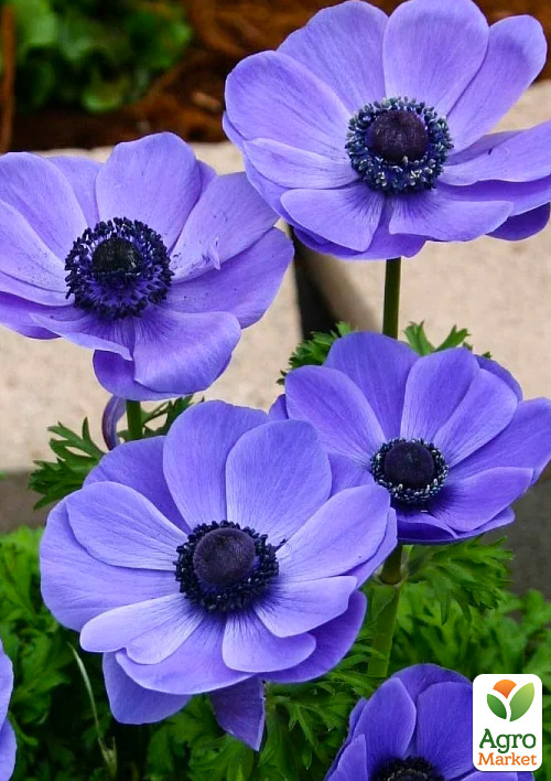 

Анемона простая сиреневая Mr.Fokker (размер 5/6 , крупный) 5шт в упаковке