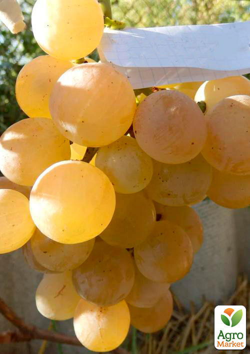 

Виноград Лучезарный (ранне-средний срок созревания, длительный срок хранения)