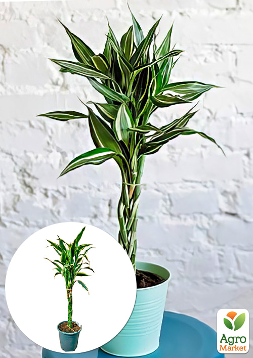 

LMTD Драцена переплетена Sanderiana (висота 40-50см)
