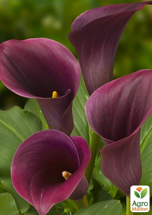 

Калла Captain Promise