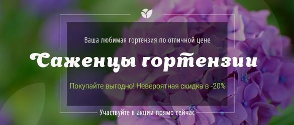 Ваша любимая гортензия с -20% скидкой Ваша любимая гортензия с -20% скидкой