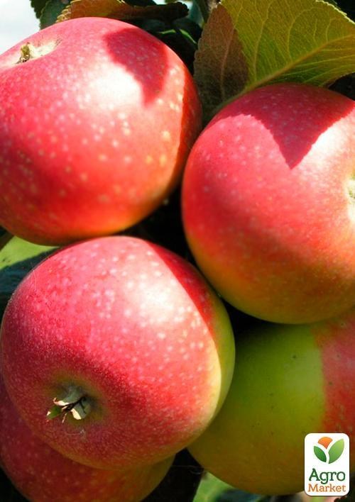 ЯБЛОНЯ ЕЛЕНА, купить в Одессе, Киеве и Украине | Agro-Market