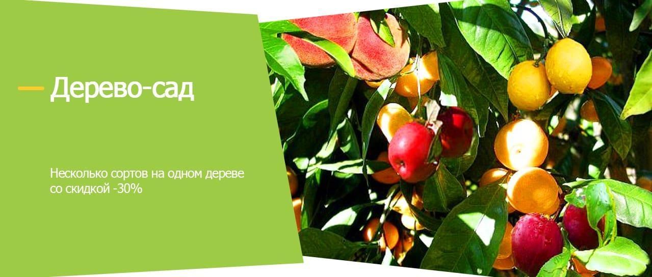 Акция! Дерево-сад Акция! Дерево-сад