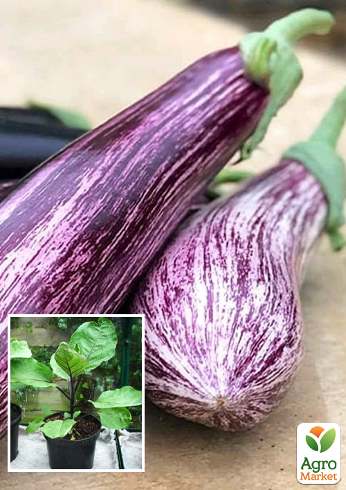 

Рассада Баклажан «Зебрино F1» (фермерское взращивание)