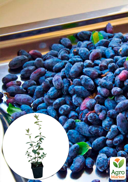 

Жимолость Карина(ранний срок созревания, сорт обладает отличной транспортабельностью)