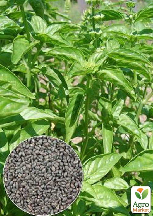 

На развес Базилик зеленый ТМ Весна цена за 3г