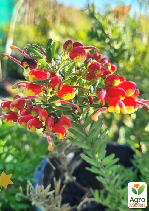 

LMTD Гревиллея розмаринолистная 2-х летняя Fireworks (30-40см)