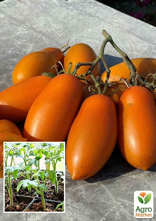 

Рассада Томат «Бронз Шел» (фермерское взращивание)