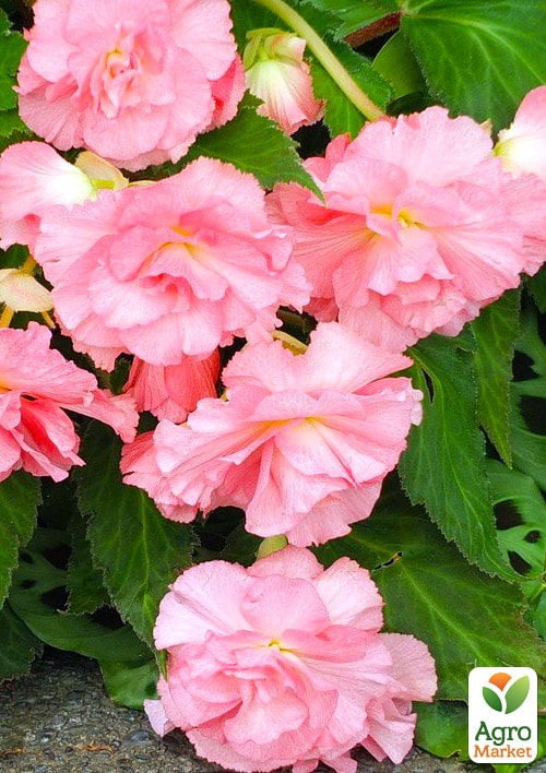 

Бегония ампельная Каскад розовая 1шт